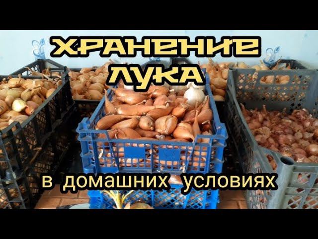 Посевной лук храним дома.Результат отличный..... смотреть онлайн
