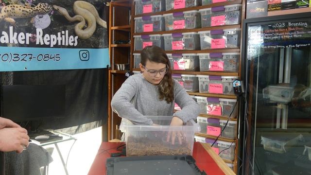 How to setup your Ball Python and much more!!! смотреть онлайн