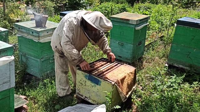 Мини ПАСЕКА на дачном участке смотреть онлайн