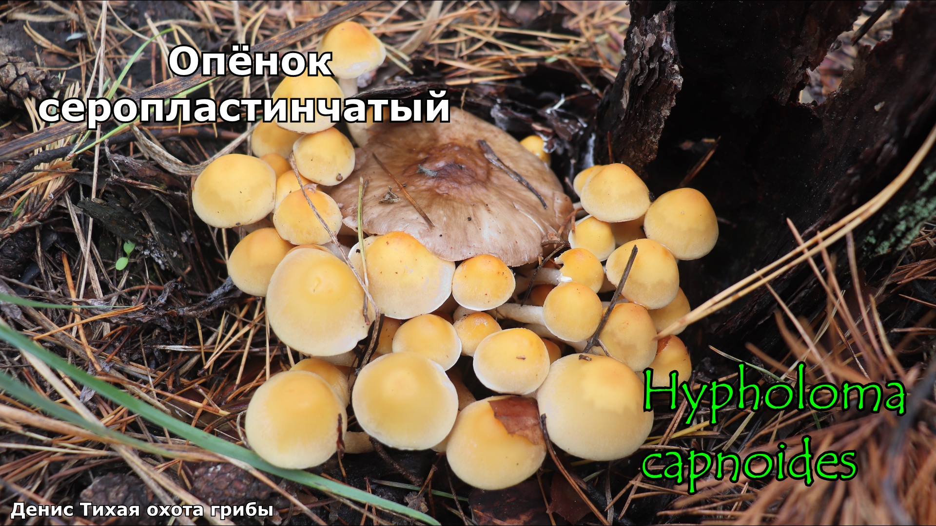 Опёнок серопластинчатый | Hypholoma capnoides смотреть онлайн