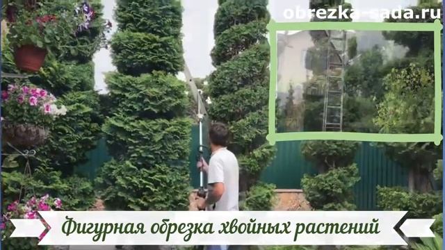 Обрезка декоративных деревьев и кустарников смотреть онлайн