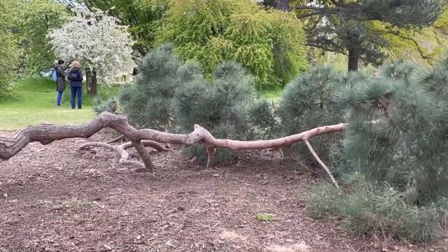 Exploring UK: Kew Gardens / Botanic Royal Gardens In London