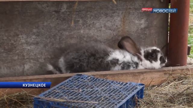 Хотите увидеть страуса? Поезжайте в Кузнецкое смотреть онлайн