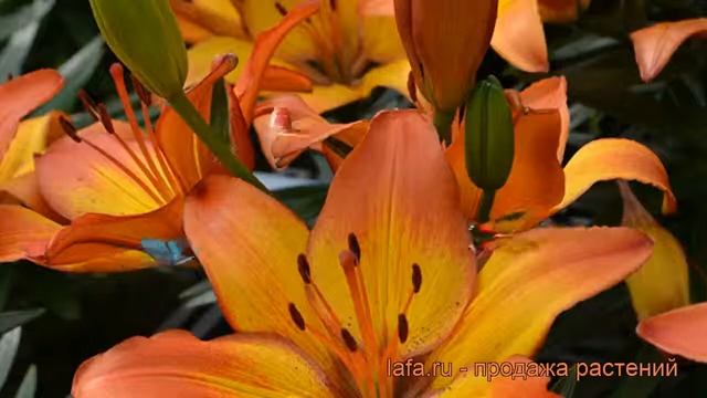 Лилия азиатская горшечная (lilium asiatic sunset joy) ? лилия обзор: как сажать луковицы лилии смотреть онлайн
