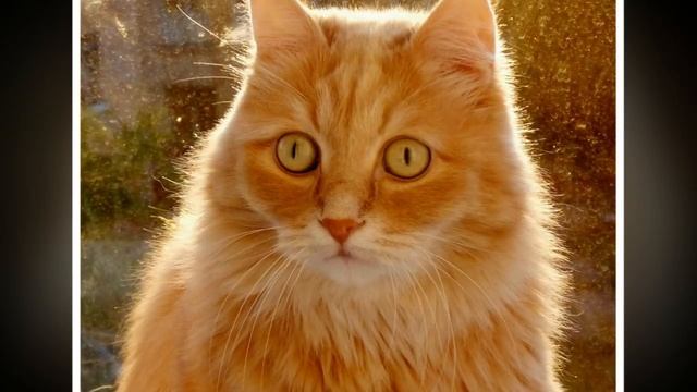 Завела жена кота на мою голову, теперь пью успокоительное и перед людьми стыдно! И смех и грех!