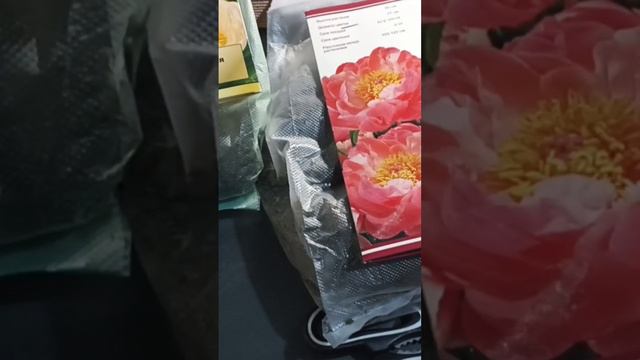 Питомник "Поиск" распаковка пионов Кингс Дэй и Корал Бич. Видео на канале. #всесамисвоимируками. смотреть онлайн