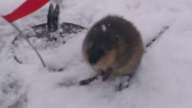 Экологические Перлы