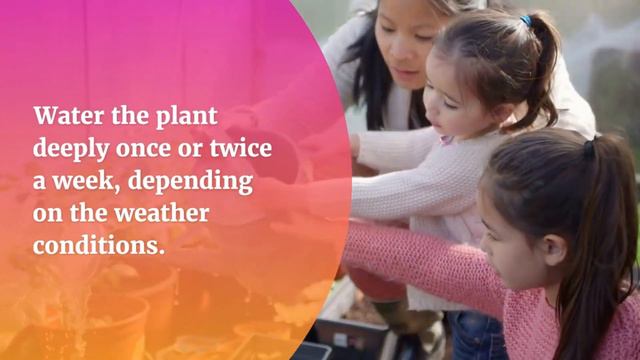 Growing Prostanthera | How To Grow An Australian Mint Bush