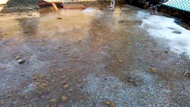 Ливенские куры на зимней прогулке!!! Сбор яйца за пол дня!!! ??? смотреть онлайн