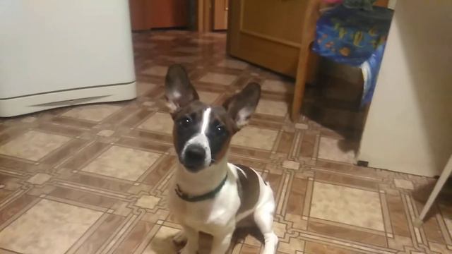 Джек Рассел терьер выполняет команды, умная собачка! смотреть онлайн