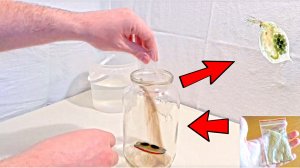 Дафния моина - получение стартовой культуры из яиц. Разведение в домашних условиях