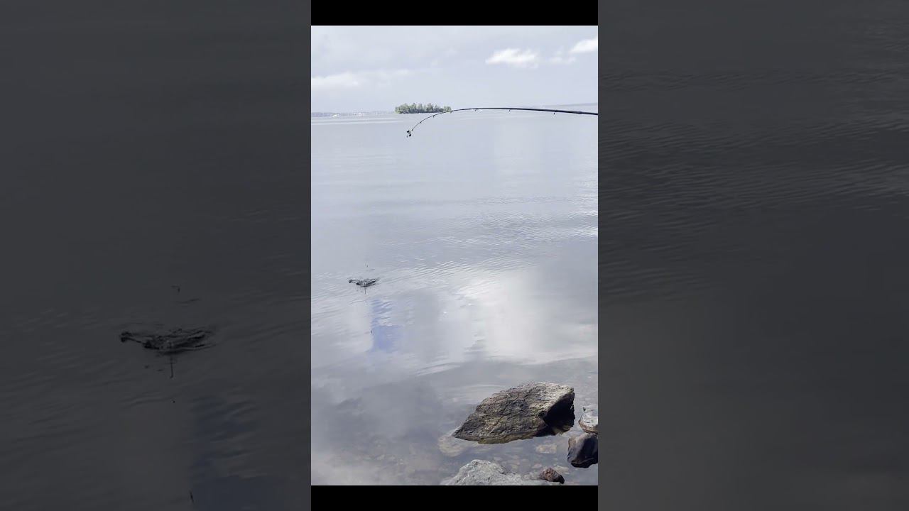 Рыбалка на фидер #fishing #рыбалканасевере #carpfishing #carp #нарыбалку #палатка смотреть онлайн