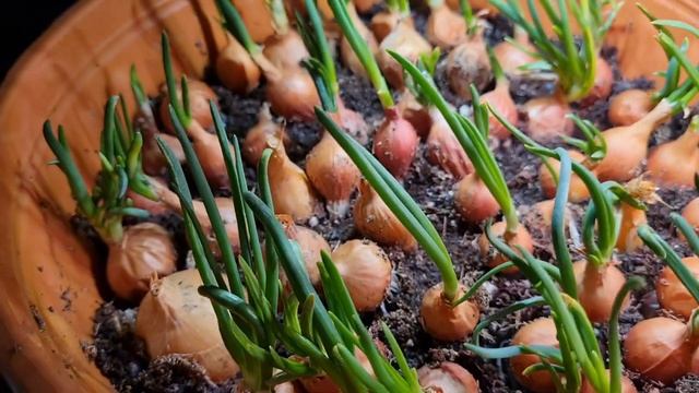 Осенние черенки. Поздние.