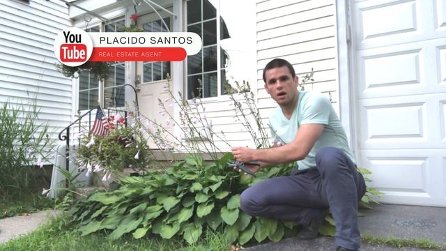 How to Properly Trim Hosta Flower Stems- Placido Santos Real Estate Agent - Summer 2018 смотреть онлайн