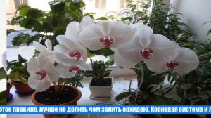 Подарили орхидею как за ней ухаживать
