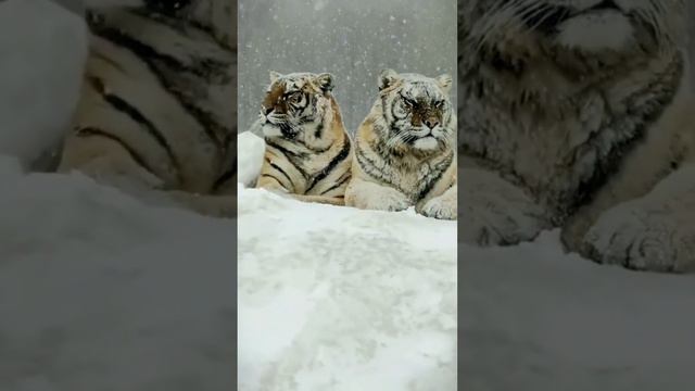 Большие кошки/Вы не стойте слишком близко,я... смотреть онлайн