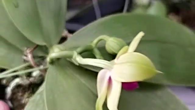 Phalaenopsis Nobby's Green Eagle