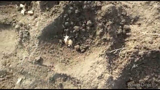 Посадка картошки на Кубани 3.04.2021г. смотреть онлайн