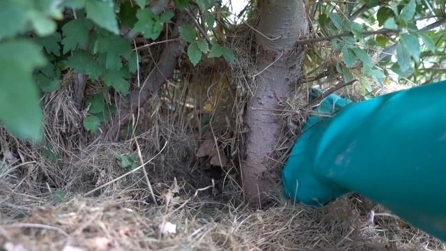 How To Kill An Elm Tree [For Good] смотреть онлайн