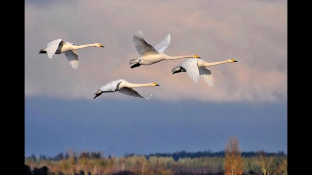 Лебединая верность. Поёт Нина Биктимирова 83 года