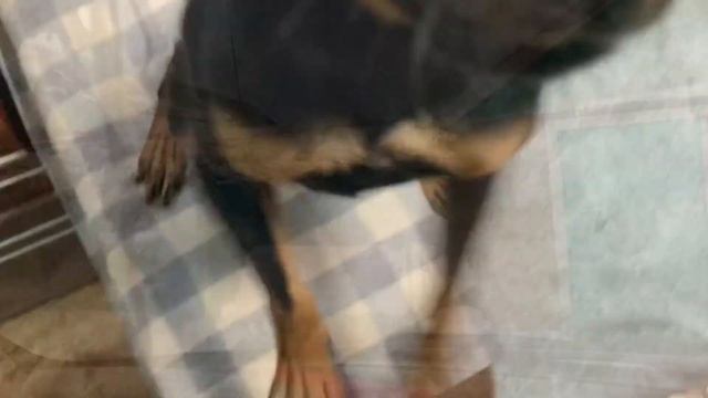 Утро на хуторе/Прогулка по аулу/Сдали путевку/Как правильно называется?/Какие наши дороги/ смотреть онлайн