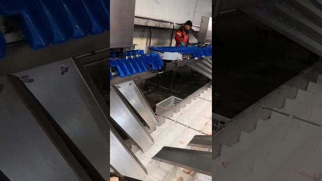 Efficiently Sort Your Poultry with Precision with Weight Sorting Machine смотреть онлайн