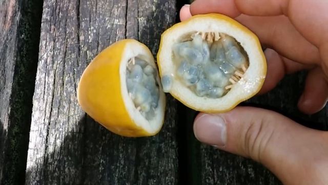 Giant Granadilla Review (Passiflora quadrangularis) - Weird Fruit Explorer Ep 223 смотреть онлайн