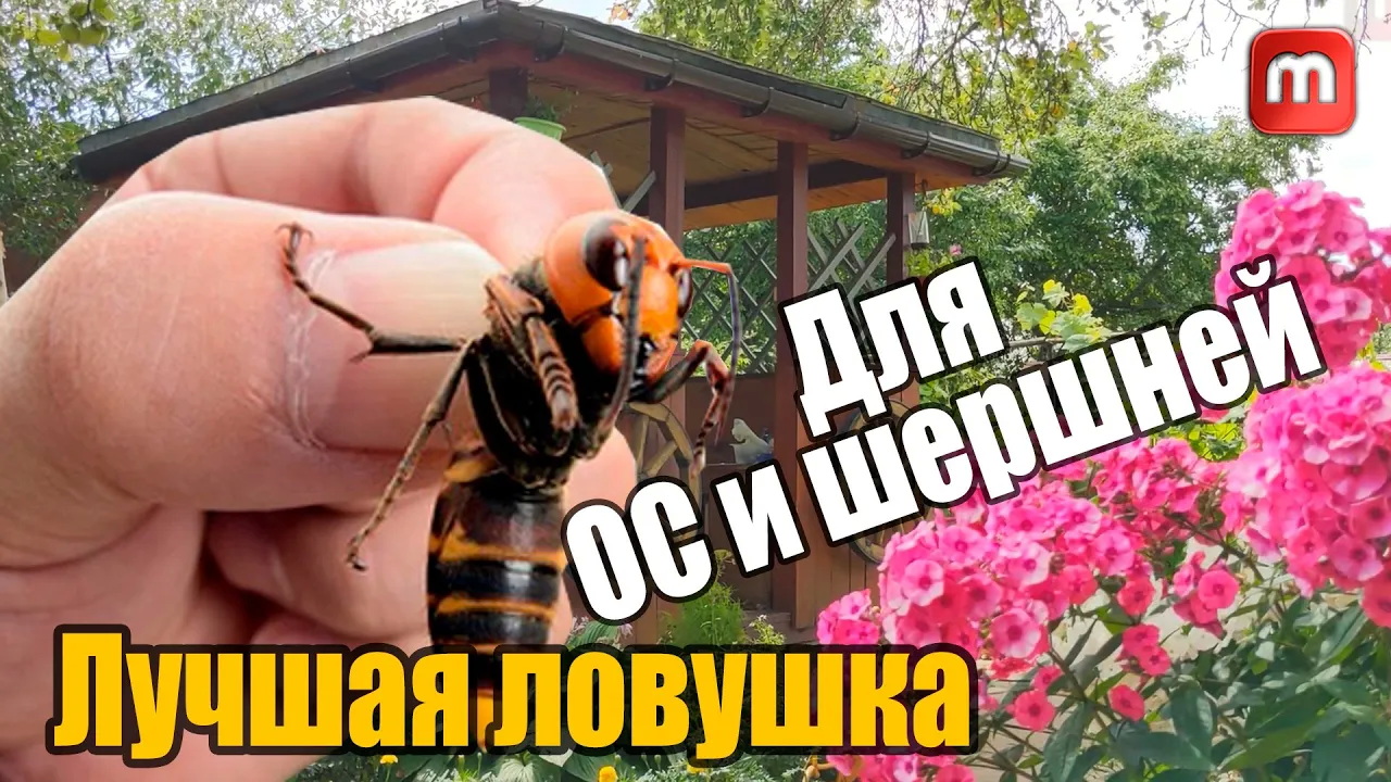 Ловушка для ос и шершней смотреть онлайн