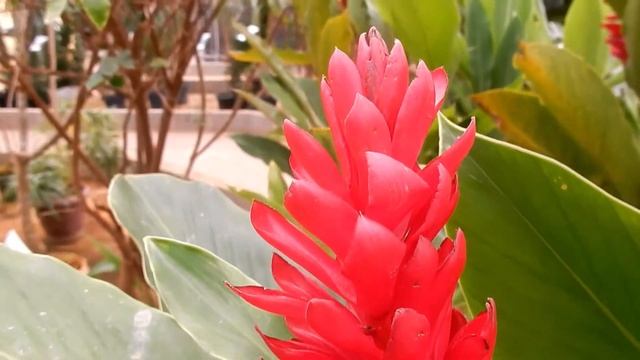 ALPINIA PURPURATA - Gengibre-vermelho