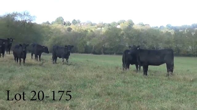 Lower Middle Tennessee Cattle Association Video Board Sale - November 6 смотреть онлайн