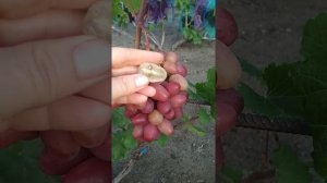 Виноград Жар-Птица. Воронеж.