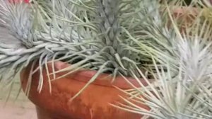 TILLANDSIA FUNCKIANA PLANT (NATIVE TO VENEZUELA) IN GREENHOUSE