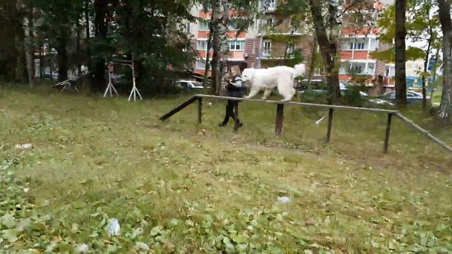 Южнорусская овчарка Руна из клана Найс разминка перед сдачей испытания по ОКД смотреть онлайн