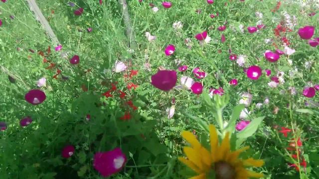 Красные незабудки! смотреть онлайн