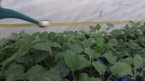 Подкормка астры (и других растений) перед цветением и в пасмурную погоду