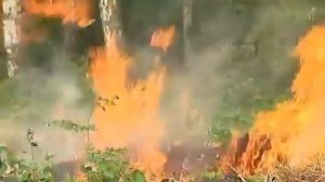 Правила пожарной безопасности в лесу