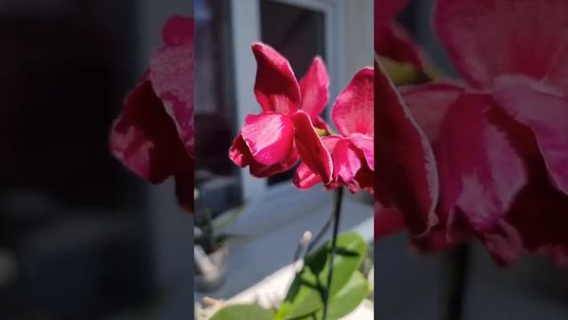 Винный пелорик P. Sarasto, MONTREUX или Bordeaux. #orchids #phalenopsis #shorts #peloric #орхидея смотреть онлайн
