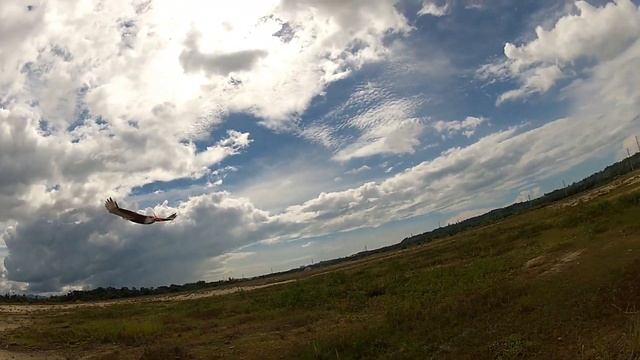 Dancing Wings Hobby - EAGLE II 1430mm build & maiden смотреть онлайн