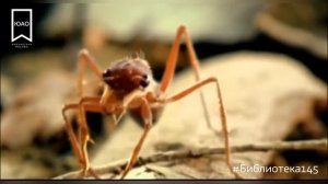 Азбука природы: Насекомые и их знакомые