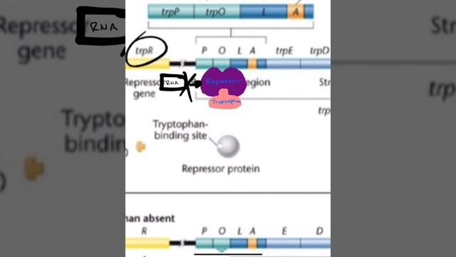 Unit 3 Exam Review смотреть онлайн