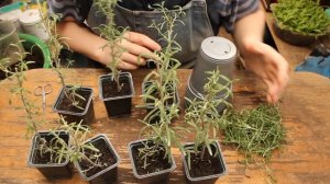 РОЗМАРИН. Размножение и лечение Маточника от Мучнистой росы.