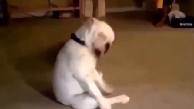 Смешное видео Приколы с животными Любители музыки! смотреть онлайн