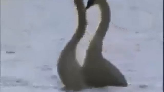 вальс лебедей смотреть онлайн