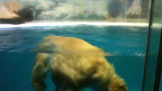 Белый медведь купается смотреть онлайн