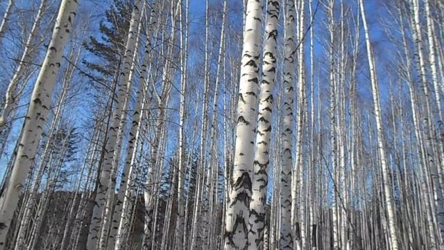 белые березы зимой смотреть онлайн