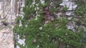 Сбор березового, осинового сока