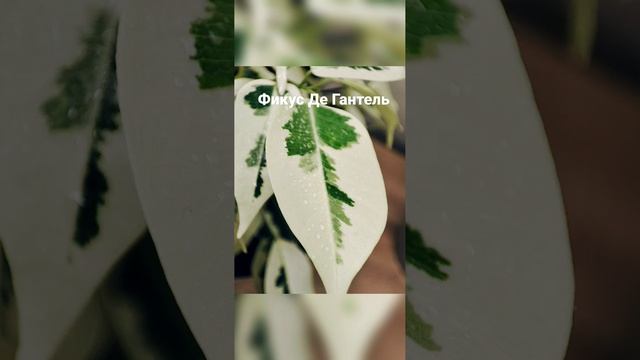 ФИКУС Де Гантель. самый белый Бенджамина смотреть онлайн