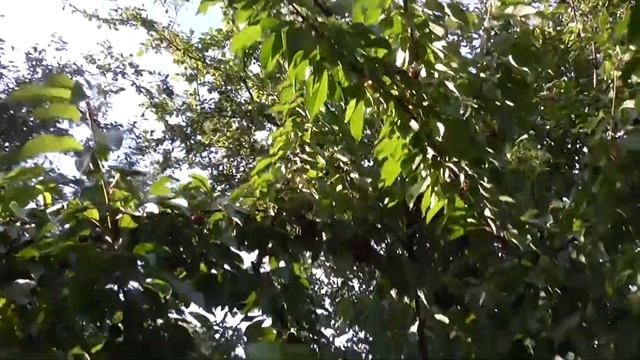 Созрела Черешня Валерий Чкалов. Лучший сорт черешни