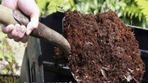 Гравилат чилийский: описание, посадка и уход