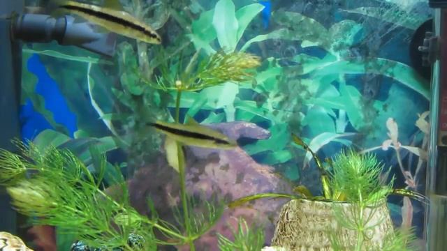 Сиамские водорослееды в цихлиднике (Siamese algaeids in the cichlid) смотреть онлайн